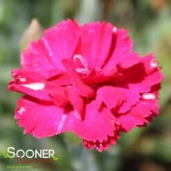FROSTY FIRE DIANTHUS 9 FROSTY FIRE DIANTHUS -Greenscape Shop DETA2 732