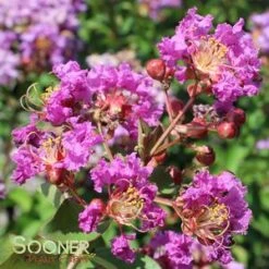 CATAWBA CRAPEMYRTLE -Greenscape Shop DETA2 789