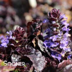 WALBERTON'S® BLACK SCALLOP AJUGA -Greenscape Shop DETA2 816