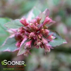 MARDI GRAS ABELIA -Greenscape Shop DETA2 897
