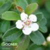 CORAL BEAUTY COTONEASTER -Greenscape Shop DETA2 911