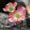 CHEROKEE BRAVE® DOGWOOD -Greenscape Shop DETA3 1016