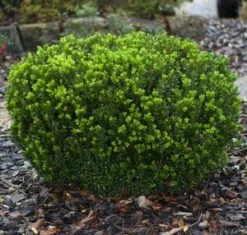 BABY GEM™ BOXWOOD -Greenscape Shop DETA3 1053