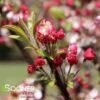 CORALBURST CRABAPPLE -Greenscape Shop DETA3 1165