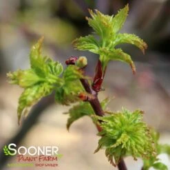 LION'S HEAD UPRIGHT JAPANESE MAPLE -Greenscape Shop DETA3 1199