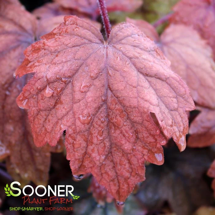 SWEET TEA FOAMY BELLS 3 SWEET TEA FOAMY BELLS