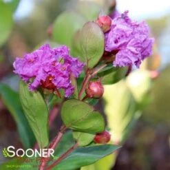 ROYALTY CRAPEMYRTLE -Greenscape Shop DETA3 1300