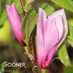 SAUCER MAGNOLIA -Greenscape Shop DETA3 1304