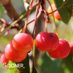 SUGAR TYME® CRABAPPLE -Greenscape Shop DETA3 1313