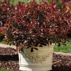 FIREBALL RED™ PHOTINIA -Greenscape Shop DETA3 1341