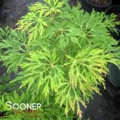 GREEN CASCADE WEEPING JAPANESE MAPLE -Greenscape Shop DETA3 1408