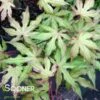AMBER GHOST UPRIGHT JAPANESE MAPLE -Greenscape Shop DETA3 1409