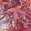 BENI OTAKE UPRIGHT JAPANESE MAPLE -Greenscape Shop DETA3 1410