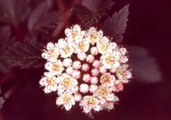 SUMMER WINE® NINEBARK -Greenscape Shop DETA3 149