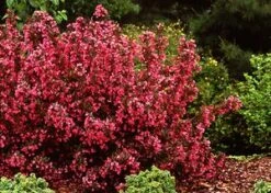 WINE & ROSES® WEIGELA 11 WINE & ROSES® WEIGELA -Greenscape Shop DETA3 150
