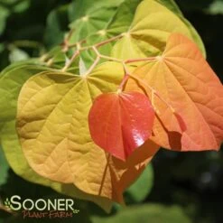 THE RISING SUN™ REDBUD -Greenscape Shop DETA3 1530