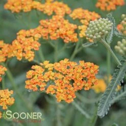 TERRA COTTA YARROW -Greenscape Shop DETA3 1721