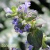 CATLIN'S GIANT AJUGA -Greenscape Shop DETA3 1723