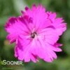 FIREWITCH DIANTHUS -Greenscape Shop DETA3 1744