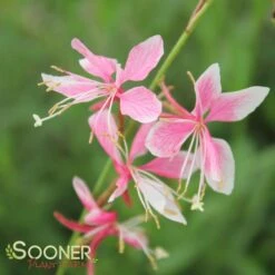 SISKIYOU PINK WAND FLOWER 8 SISKIYOU PINK WAND FLOWER -Greenscape Shop DETA3 1762
