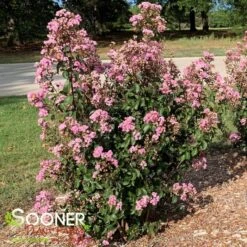 RHAPSODY IN PINK® CRAPEMYRTLE 7 RHAPSODY IN PINK® CRAPEMYRTLE -Greenscape Shop DETA3 179