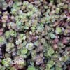 FULDAGLUT SEDUM 2 FULDAGLUT SEDUM -Greenscape Shop DETA3 1839