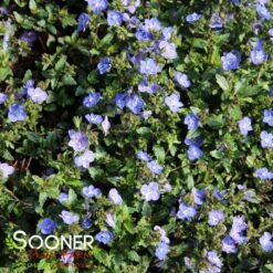 GEORGIA BLUE SPEEDWELL -Greenscape Shop DETA3 1857