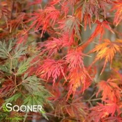 SEIRYU UPRIGHT JAPANESE MAPLE -Greenscape Shop DETA3 1875