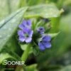 TREVI FOUNTAIN LUNGWORT -Greenscape Shop DETA3 1927