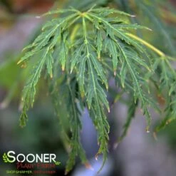 GREEN LACE WEEPING JAPANESE MAPLE -Greenscape Shop DETA3 2001