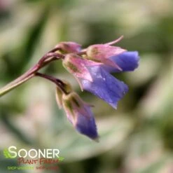 TOUCH OF CLASS JACOB'S LADDER -Greenscape Shop DETA3 2050