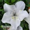 BLOOM-A-THON® WHITE AZALEA -Greenscape Shop DETA3 2244