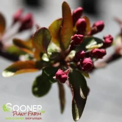PRAIRIFIRE CRABAPPLE -Greenscape Shop DETA3 23