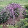 RUBY FALLS WEEPING REDBUD -Greenscape Shop DETA3 2311