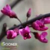 MERLOT REDBUD 2 MERLOT REDBUD -Greenscape Shop DETA3 2395