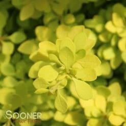 SUNJOY® CITRUS BARBERRY -Greenscape Shop DETA3 2460