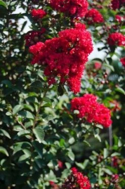 PRINCESS HOLLY ANN™ CRAPEMYRTLE -Greenscape Shop DETA3 2535