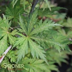 ARIADNE UPRIGHT JAPANESE MAPLE -Greenscape Shop DETA3 2564