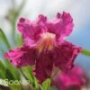 BURGUNDY DESERT WILLOW -Greenscape Shop DETA3 26