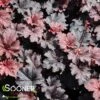CAJUN FIRE CORAL BELLS -Greenscape Shop DETA3 2613