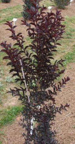 MOONLIGHT MAGIC™ CRAPEMYRTLE -Greenscape Shop DETA3 2672