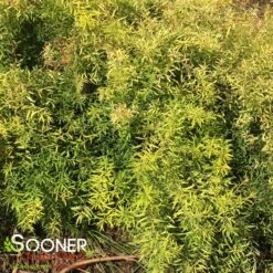 GOLD THREAD™ SPIRAEA -Greenscape Shop DETA3 2719