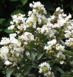 ENDURING SUMMER™ WHITE CRAPEMYRTLE -Greenscape Shop DETA3 2826