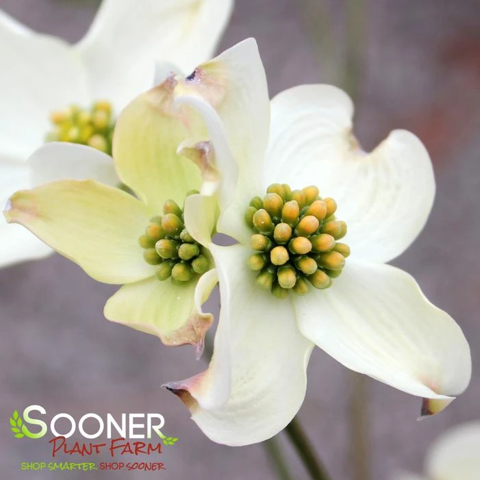 JEAN'S APPALACHIAN SNOW DOGWOOD 4 JEAN'S APPALACHIAN SNOW DOGWOOD - Image 2