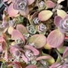 SUNSPARKLER® CHERRY TART SEDUM -Greenscape Shop DETA3 3014