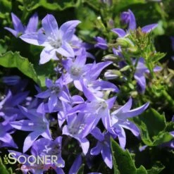 BLUE WATERFALL BELLFLOWER -Greenscape Shop DETA3 303