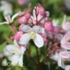 YUKI CHERRY BLOSSOM® DEUTZIA -Greenscape Shop DETA3 3039