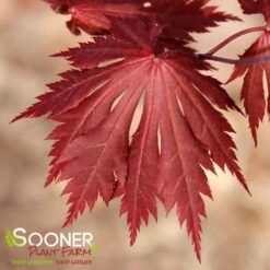 GLORIA UPRIGHT JAPANESE MAPLE -Greenscape Shop DETA3 3096