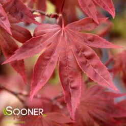 DRAGON TEARS™ WEEPING JAPANESE MAPLE 7 DRAGON TEARS™ WEEPING JAPANESE MAPLE -Greenscape Shop DETA3 3118