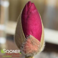 BLACK TULIP® MAGNOLIA -Greenscape Shop DETA3 3122